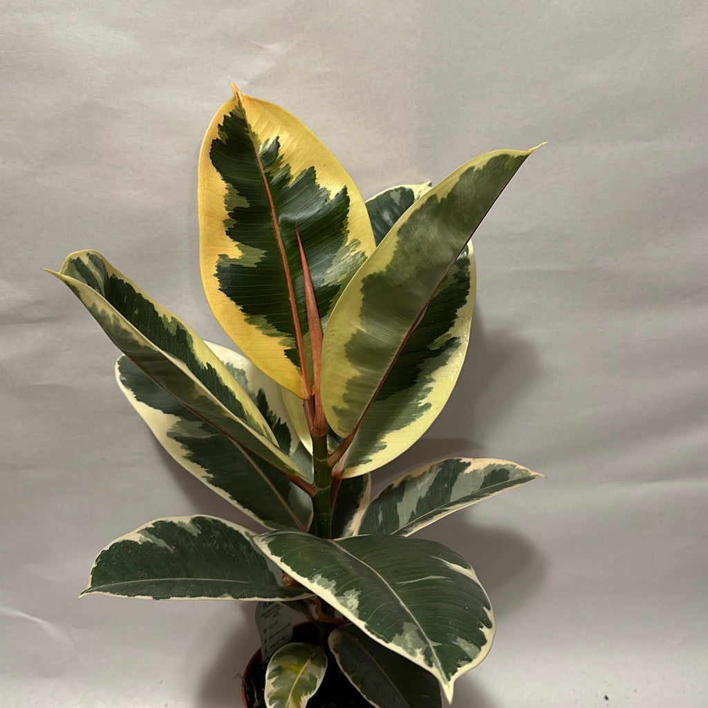 Variegated Ficus Tineke