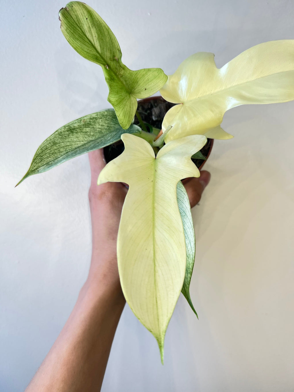 Philodendron Florida Ghost White