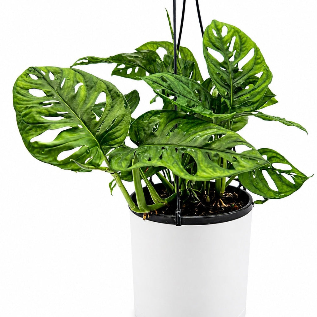 Monstera Adansonii (Swiss Cheese Plant)