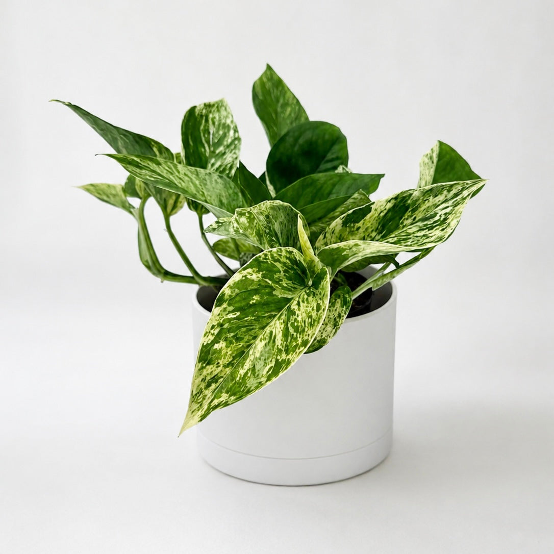 Pothos Marble Queen