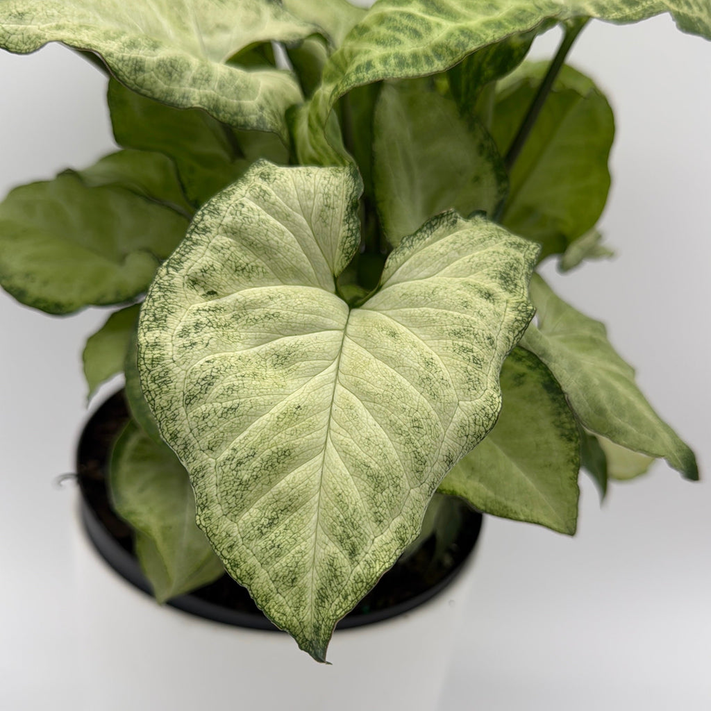 Syngonium White Butterfly