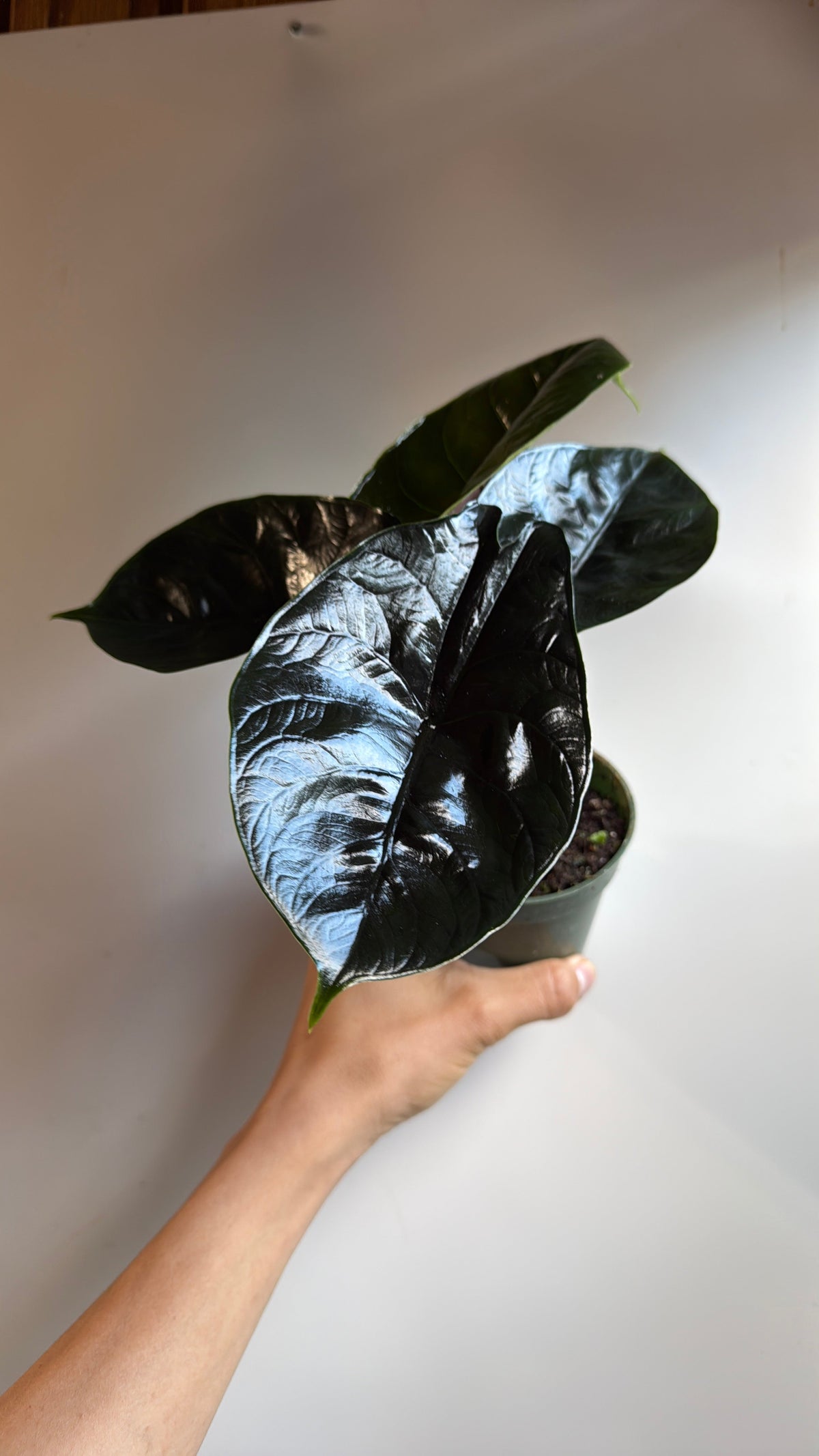 Alocasia Green Unicorn