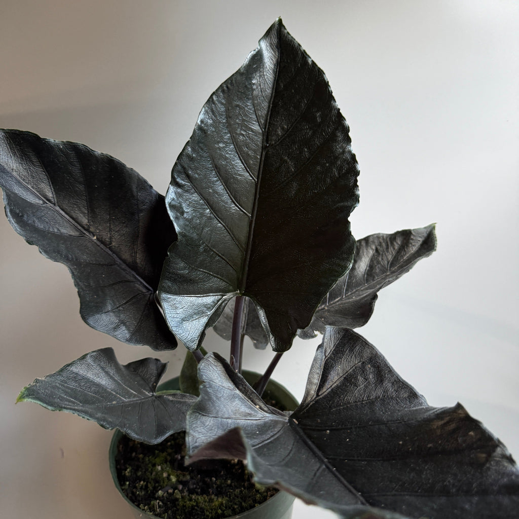 Alocasia Antoro Velvet