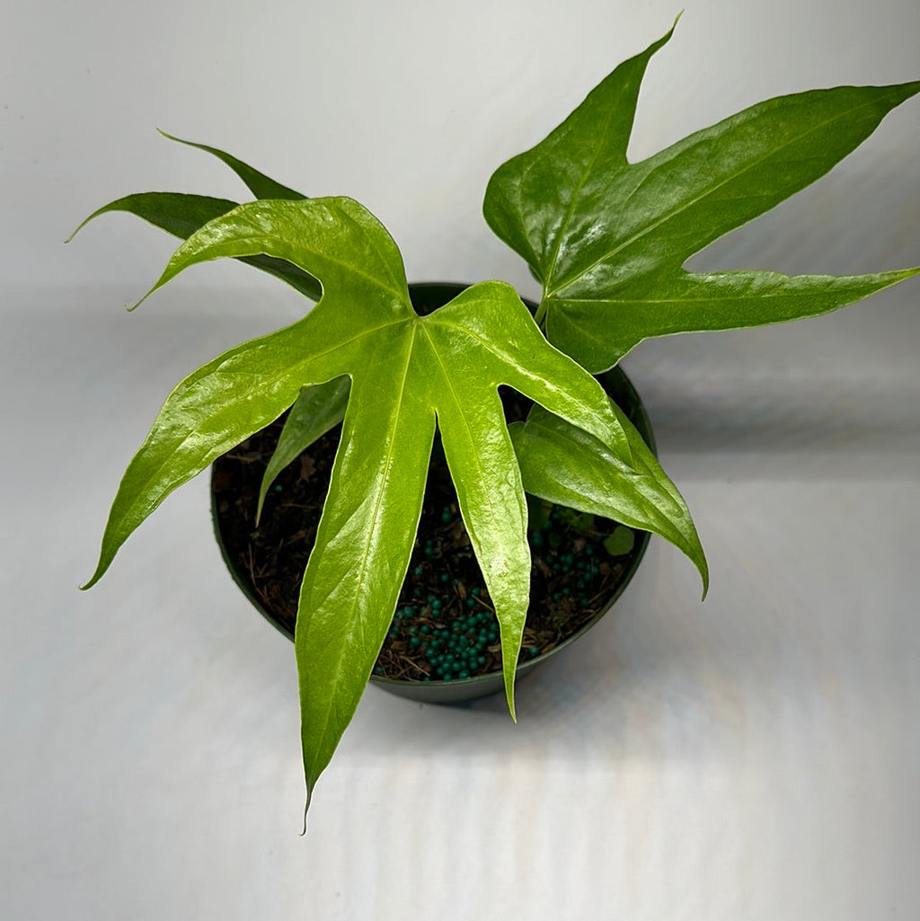 Anthurium Pedatoradiatum Fingers
