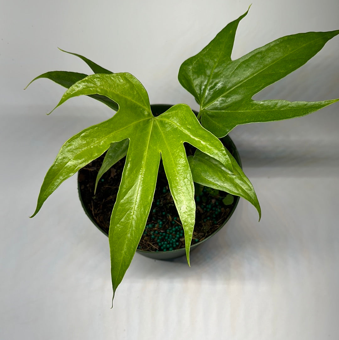 Anthurium Pedatoradiatum Fingers