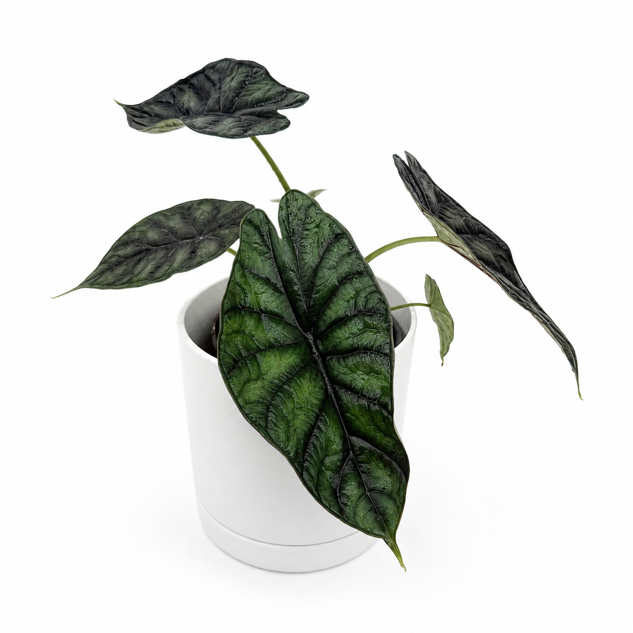 Alocasia Baginda 'Dragon Scale'