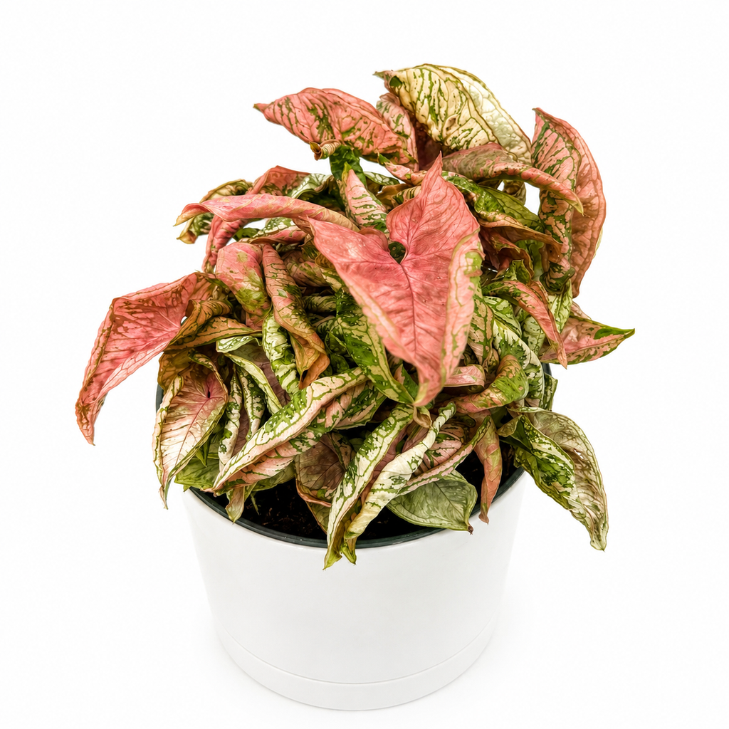 Variegated Syngonium Pink Godzilla
