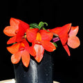 Dendrobium Swiss Mountain Palace red 'Camila'