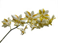 Dendrobium Anucha Flare Type Tailandia