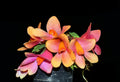 Dendrobium Swiss Mountain Palace