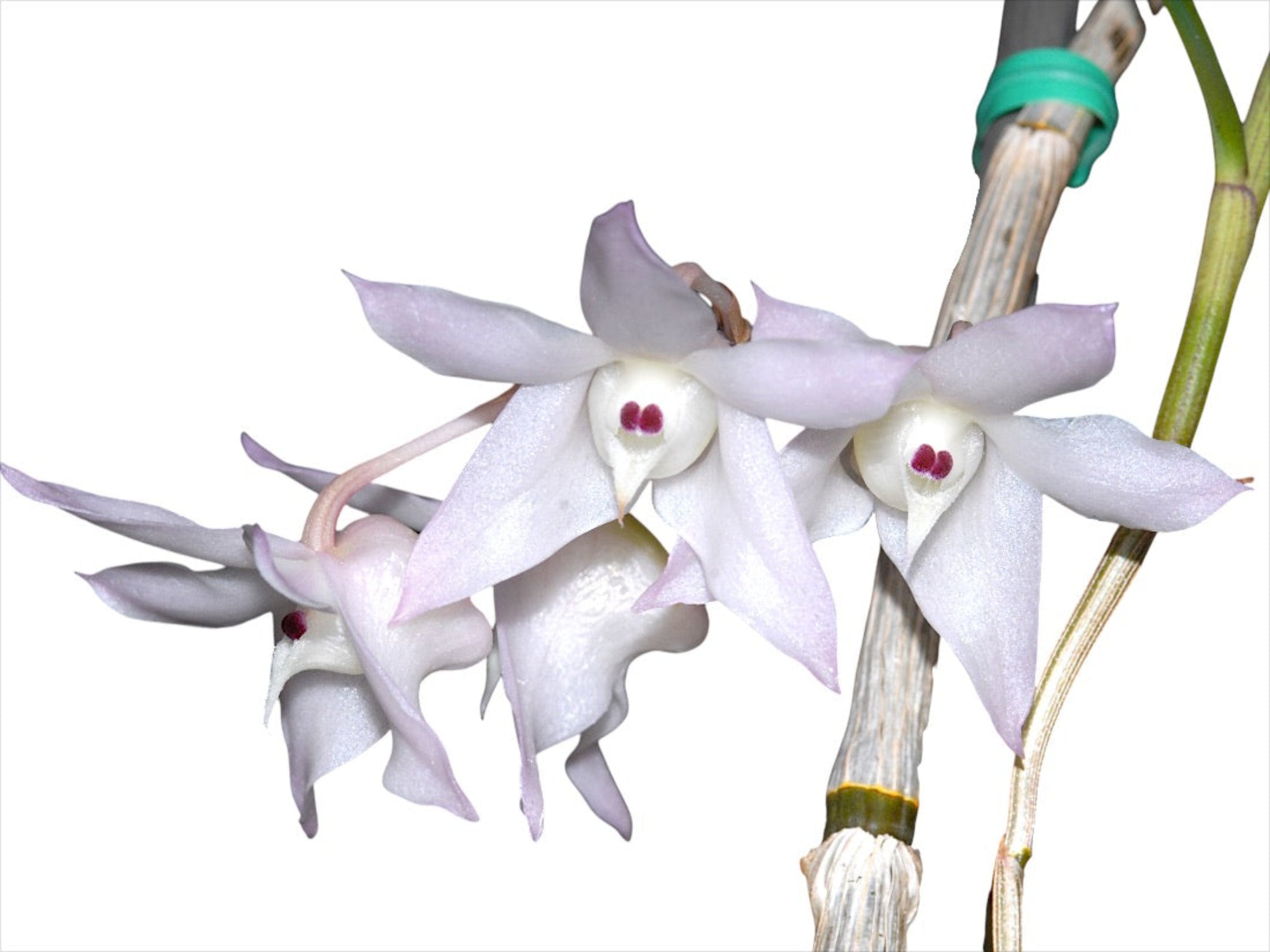 Dendrobium aduncum