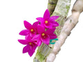 Dendrobium goldschmidtianum (miyakei) x sib ('T3' x 'Hsinying')