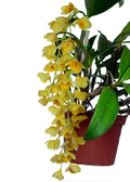 Dendrobium griffithianum