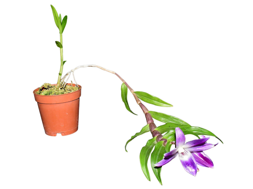 Dendrobium victoriae-reginae