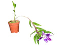 Dendrobium victoriae-reginae
