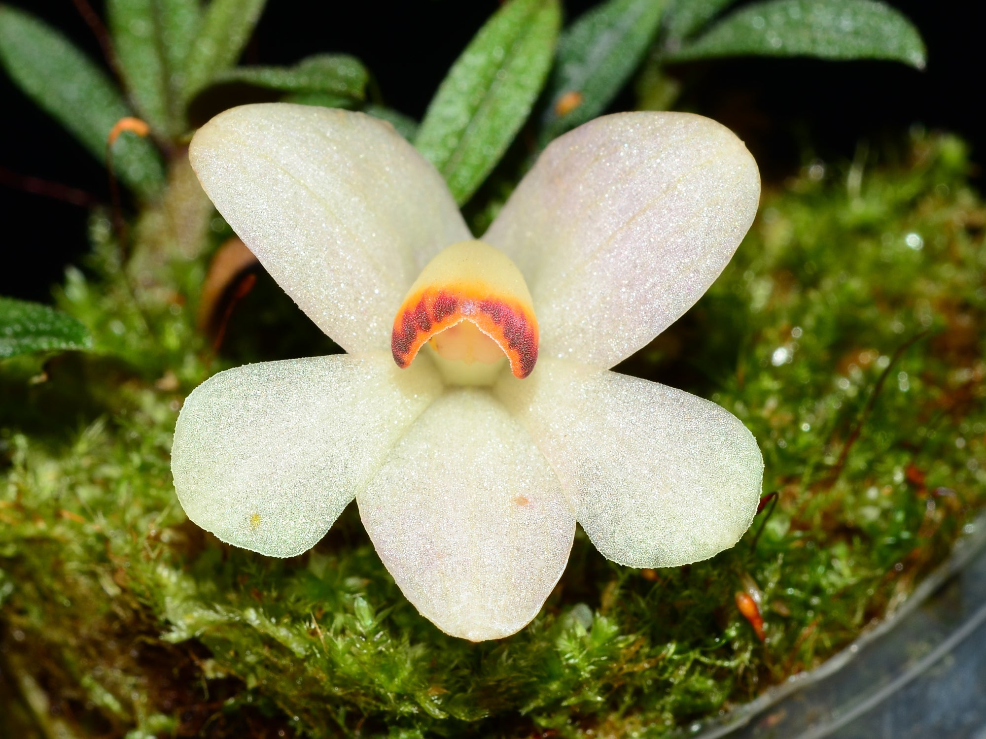 Dendrobium cuthbertsonii white x var pepe