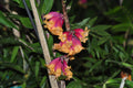 Dendrobium lawesii