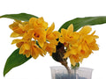Dendrobium sulcatum