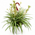 Inner Variegated Spider Plant