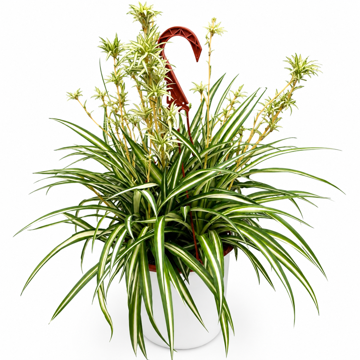 Inner Variegated Spider Plant