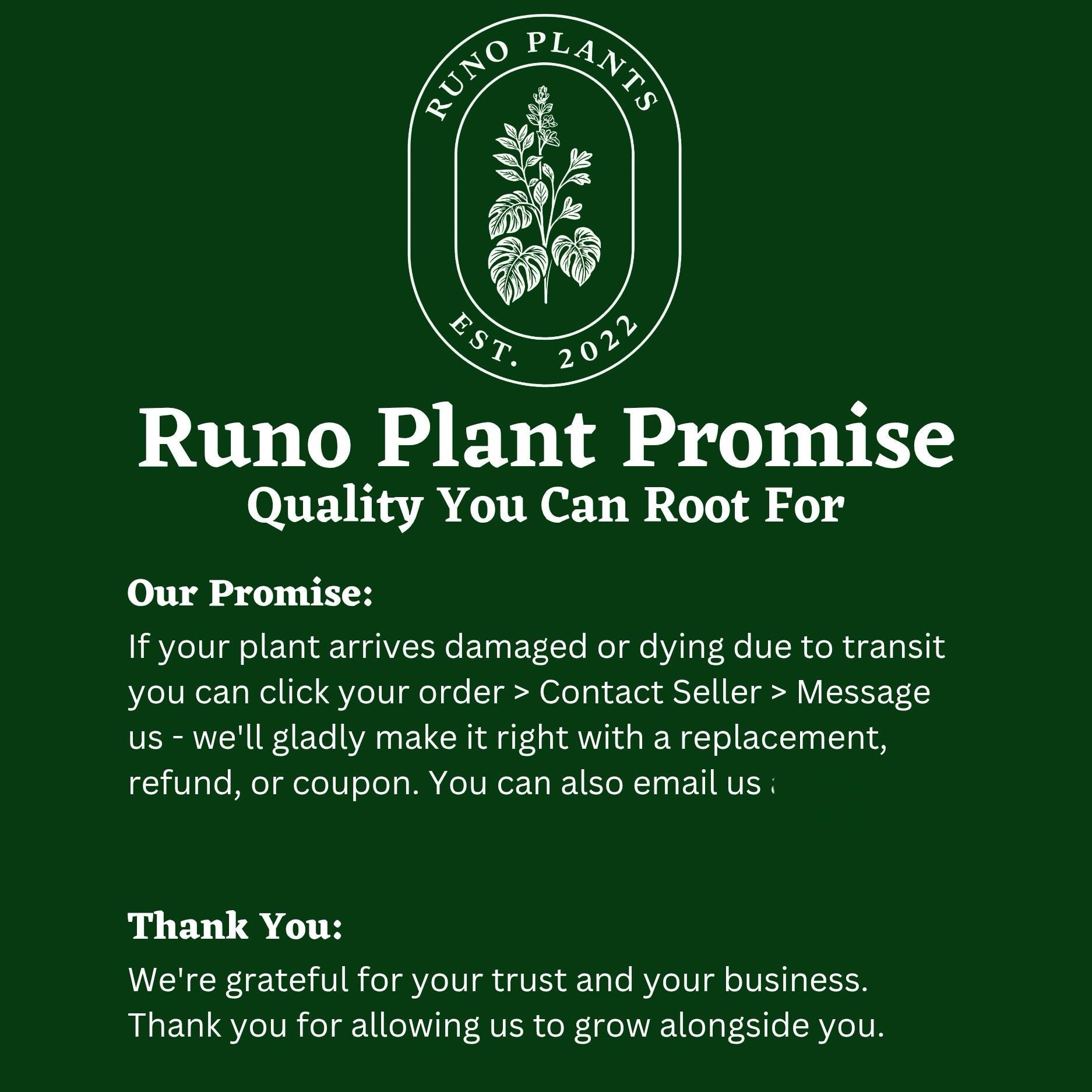 Beginner Friendly Mystery Bundle Box - 3 Easy-Care Plants
