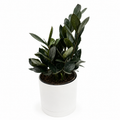 Zamioculcas 'ZZ Black Raven'