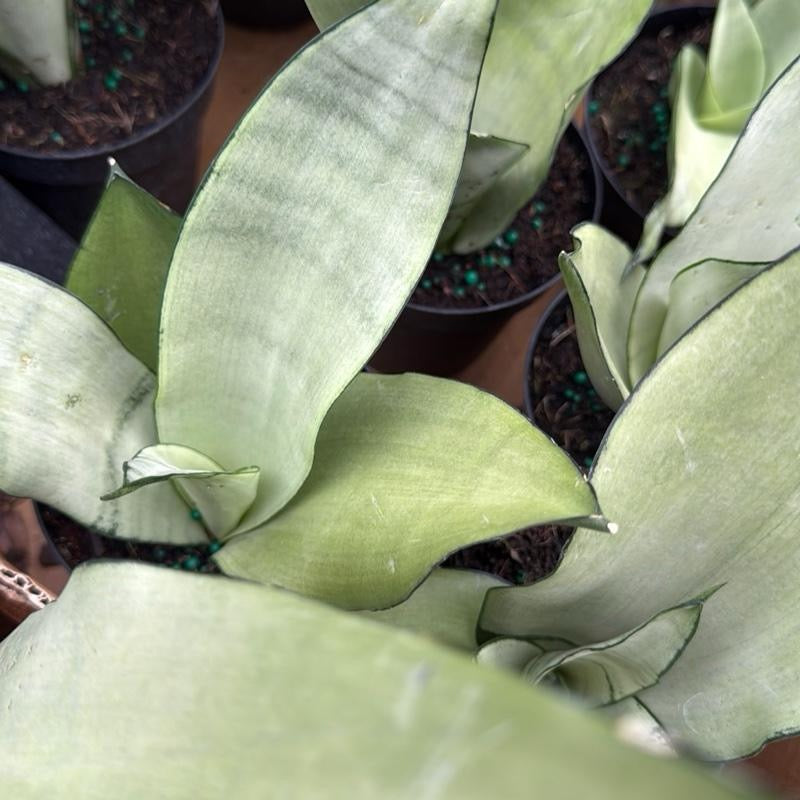Beginner Friendly Mystery Bundle Box - 3 Easy-Care Plants