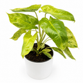 Philodendron Paraiso Verde