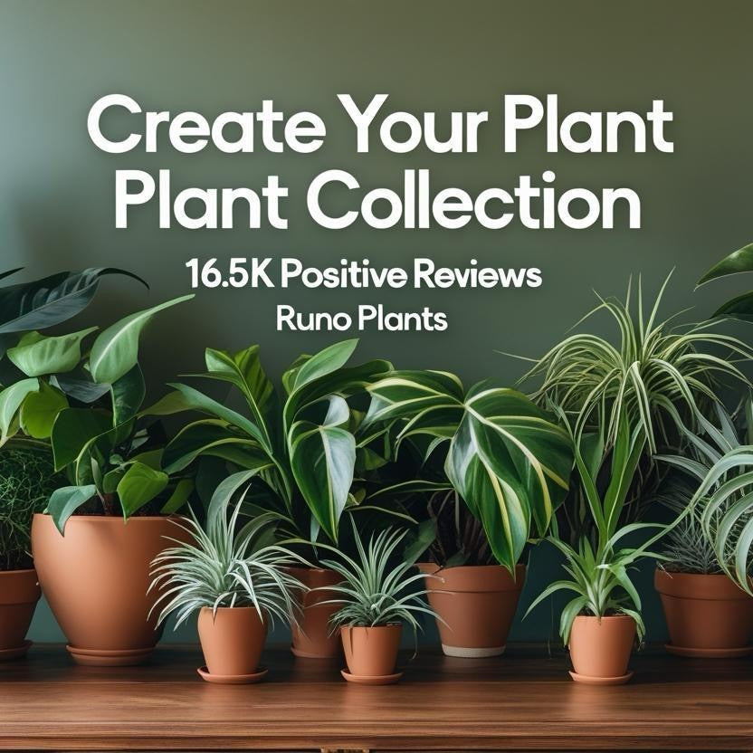 Pink Plant Mystery Bundle Box - 3 Pink Plants