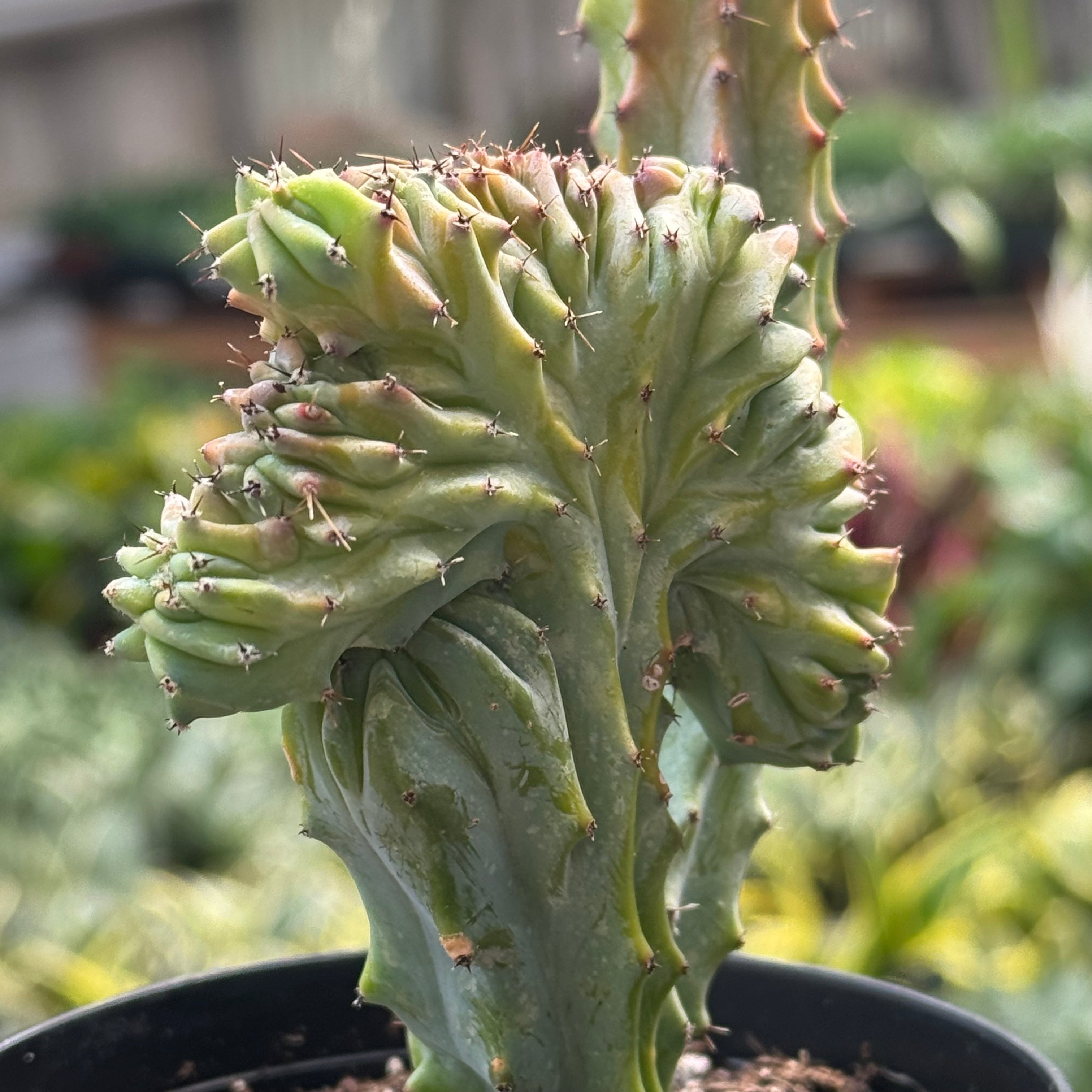 Succulent Euphorbia Lactea 'Mermaid Tail'