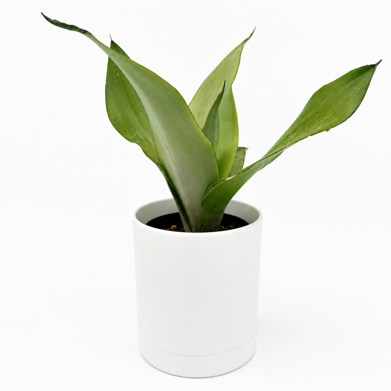 Sansevieria 'Moonshine'