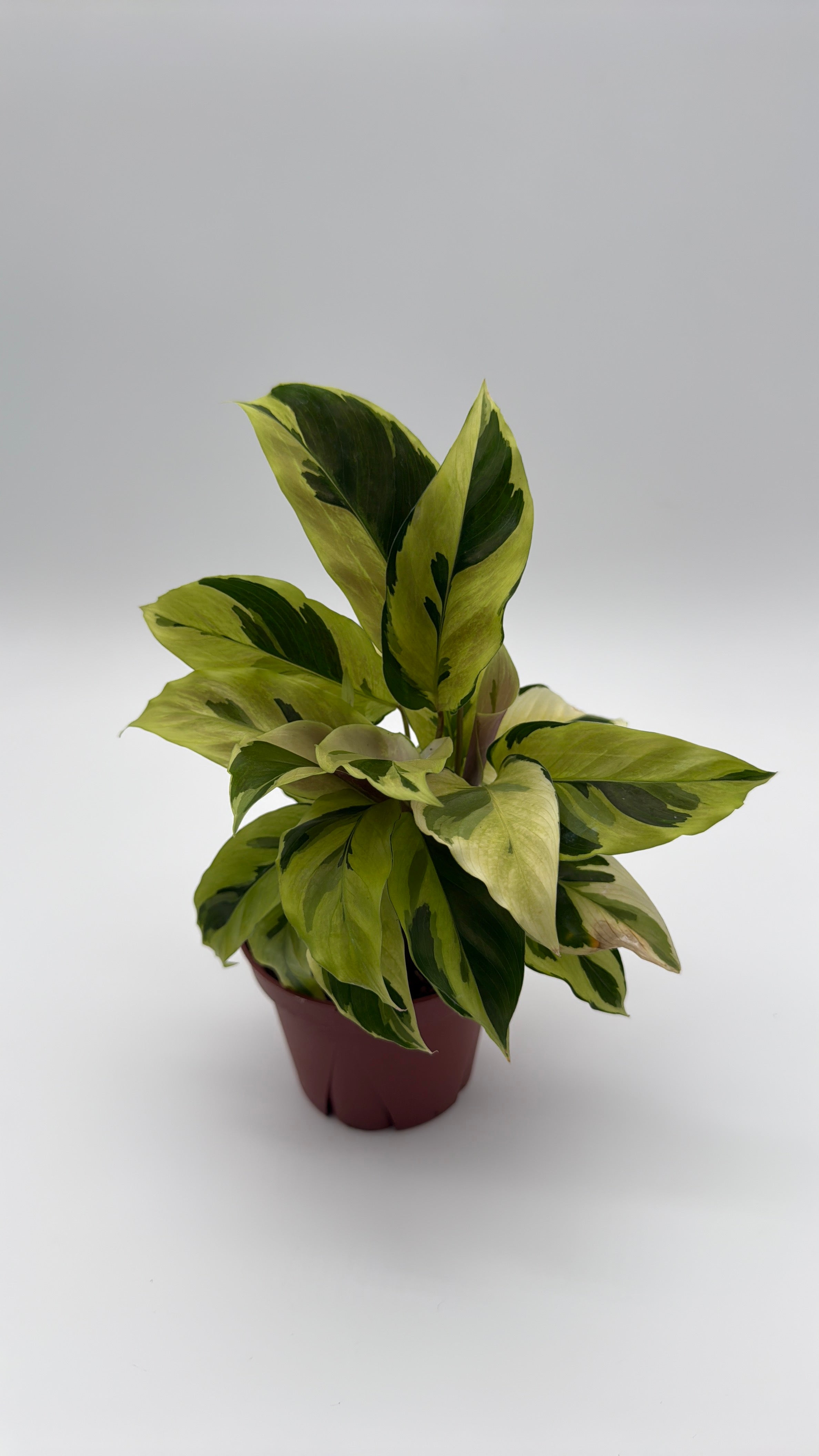 Calathea Yellow Fusion