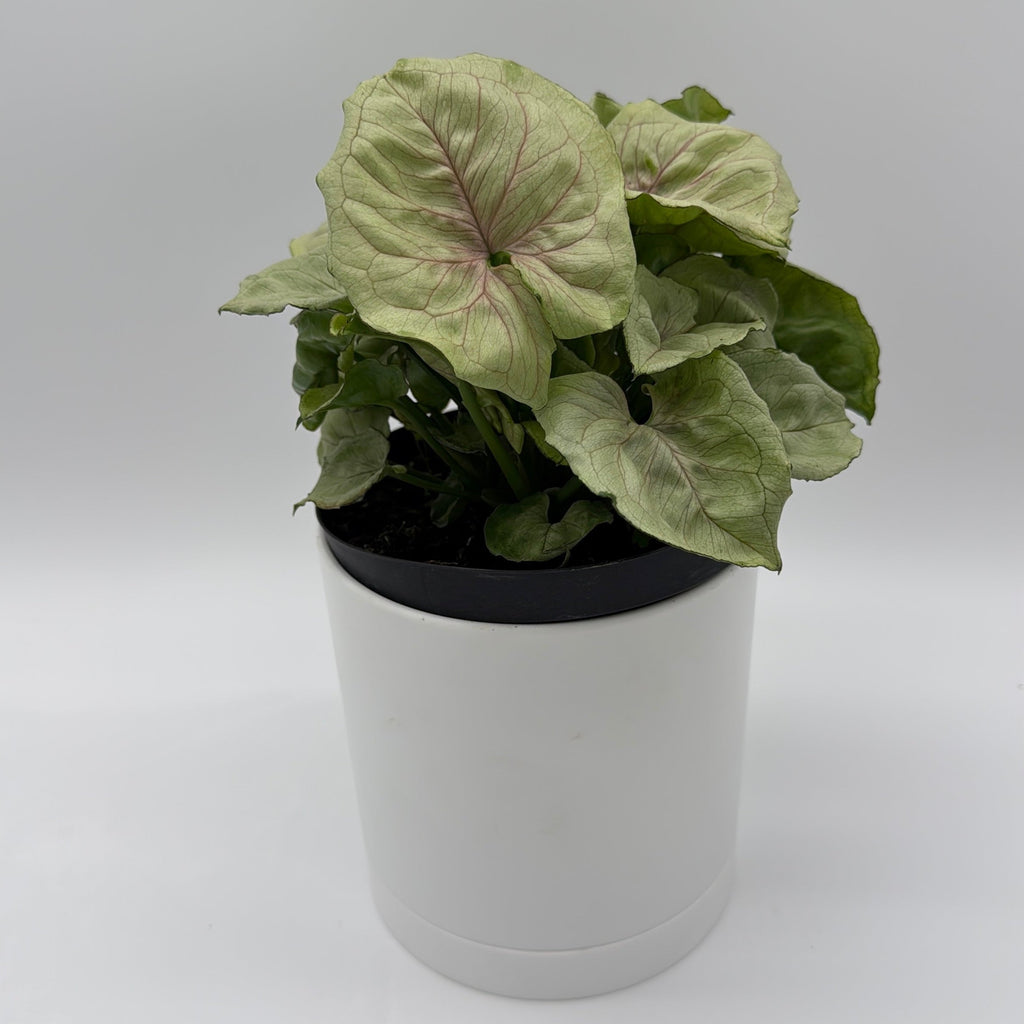 Syngonium 'Orn Thong'