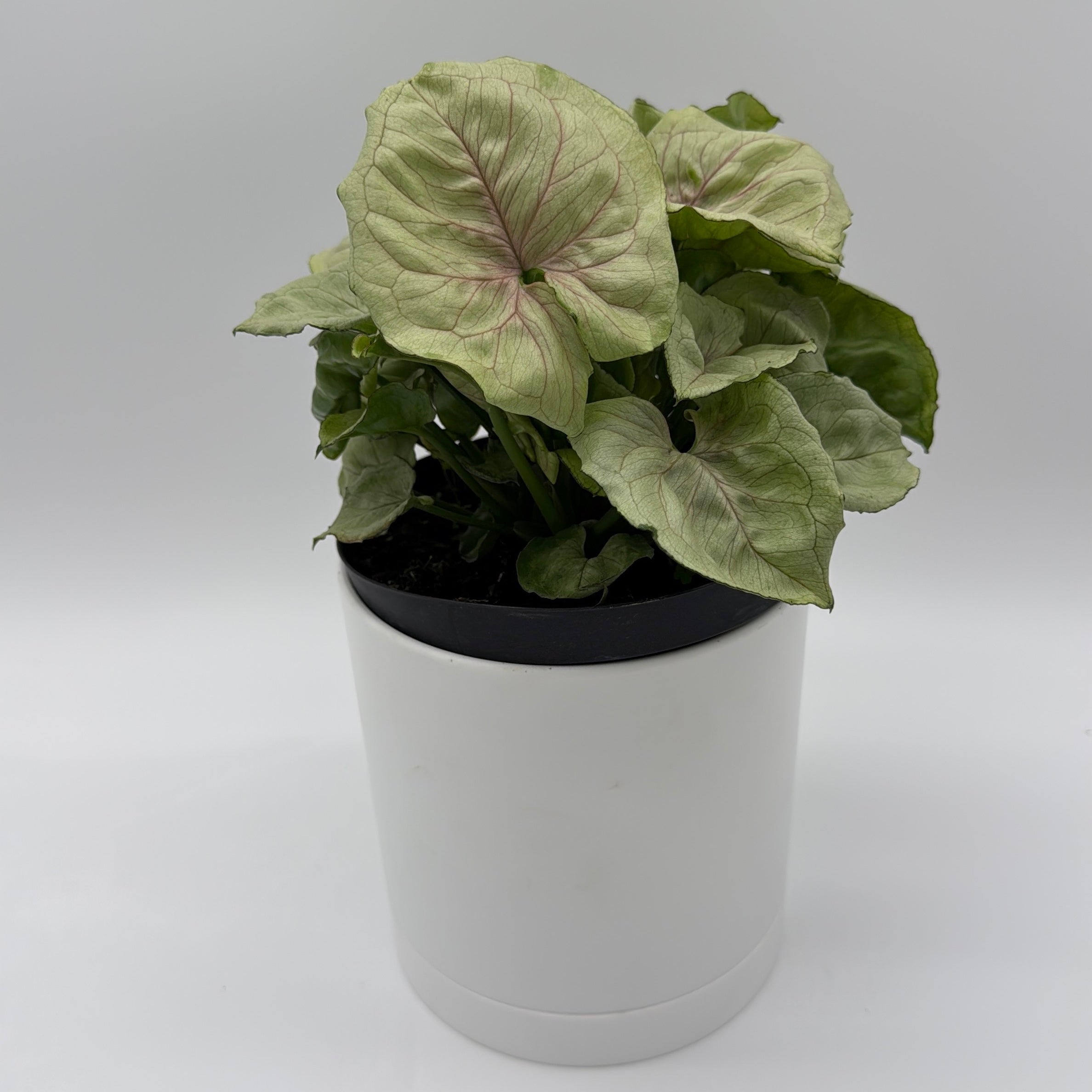Syngonium 'Orn Thong'