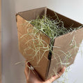 Spanish Moss (Tillandsia Usneoides)