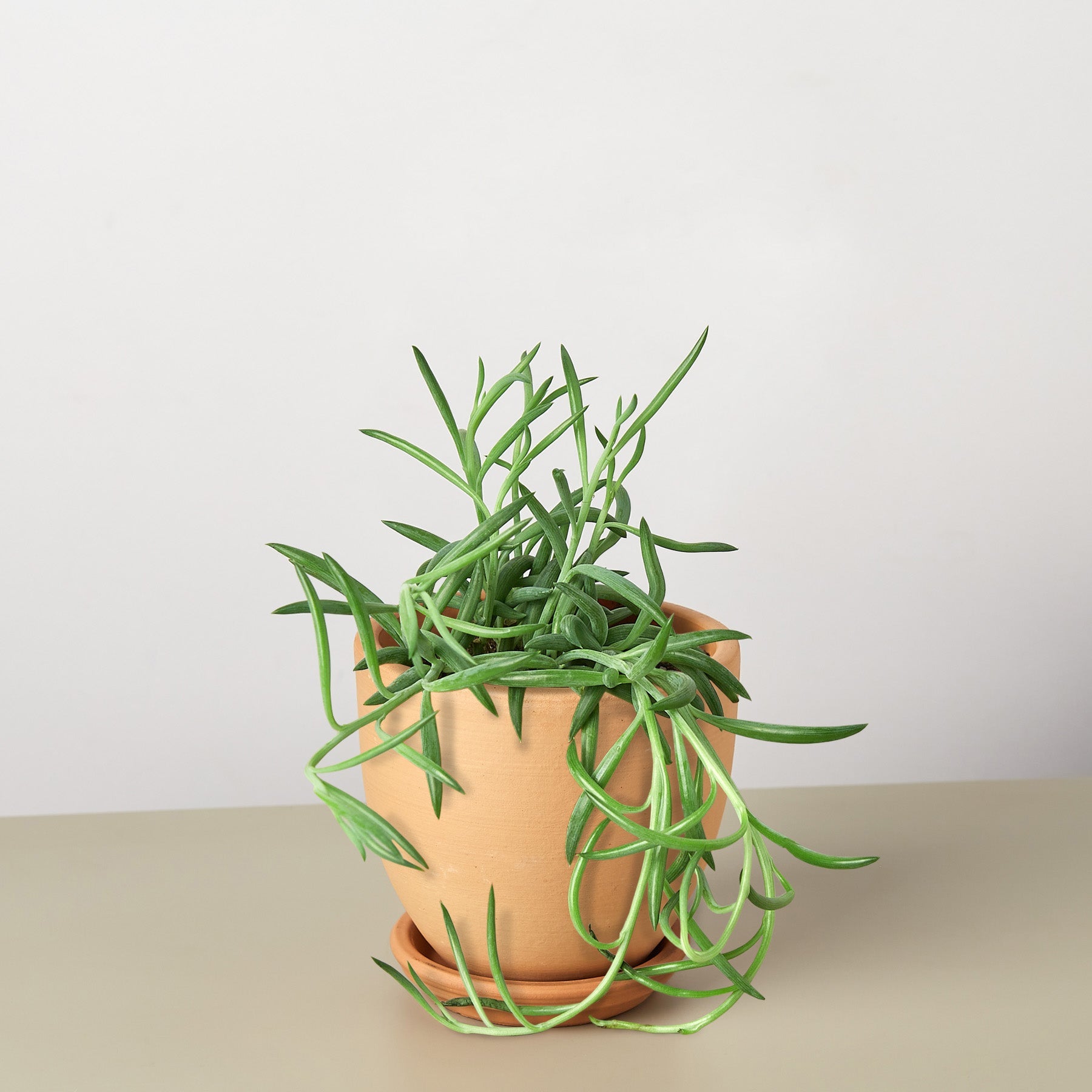Succulent Senecio Succulent 'Fish Hooks'