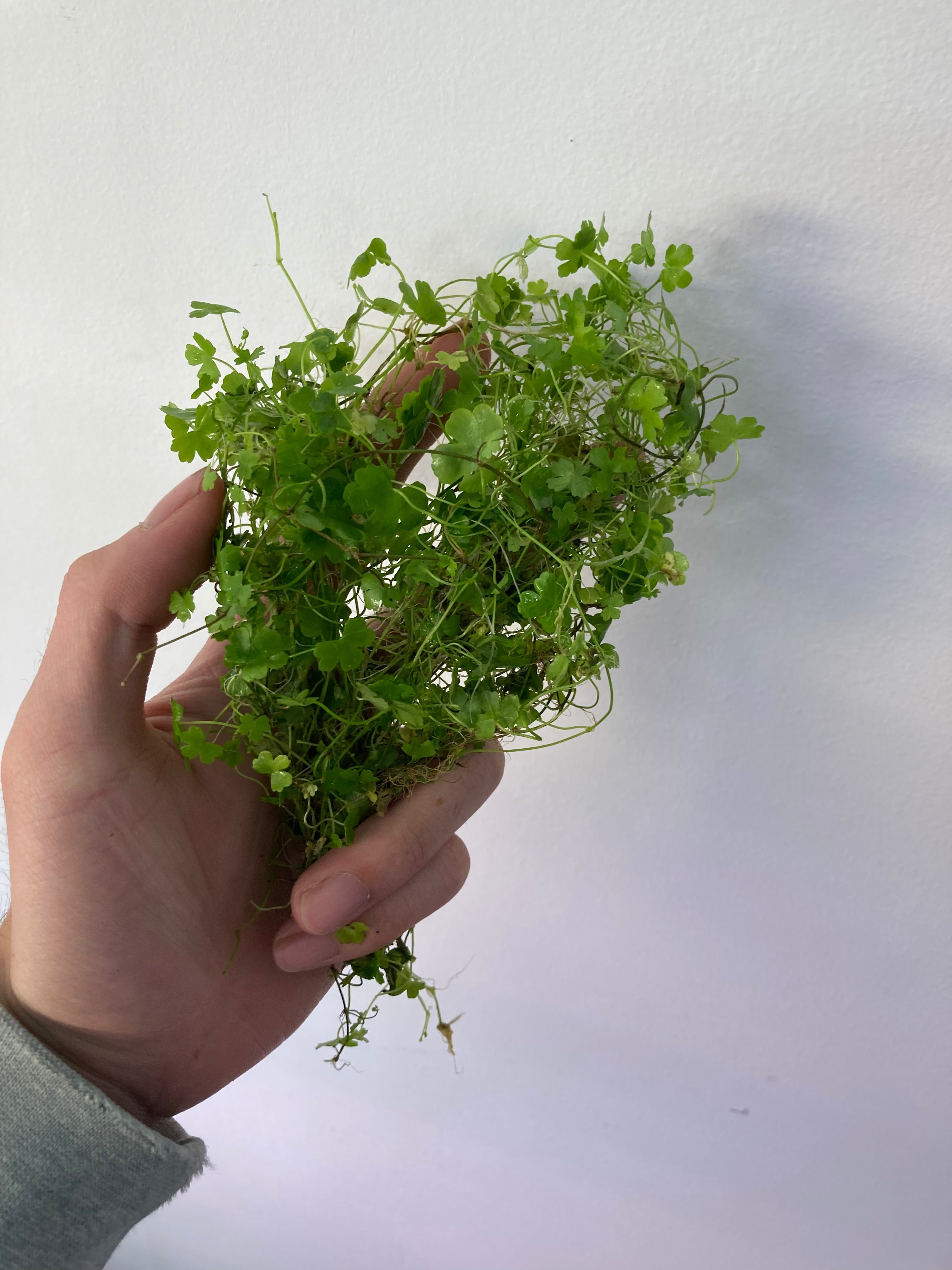 Hydrocotyle Tripartita Japan