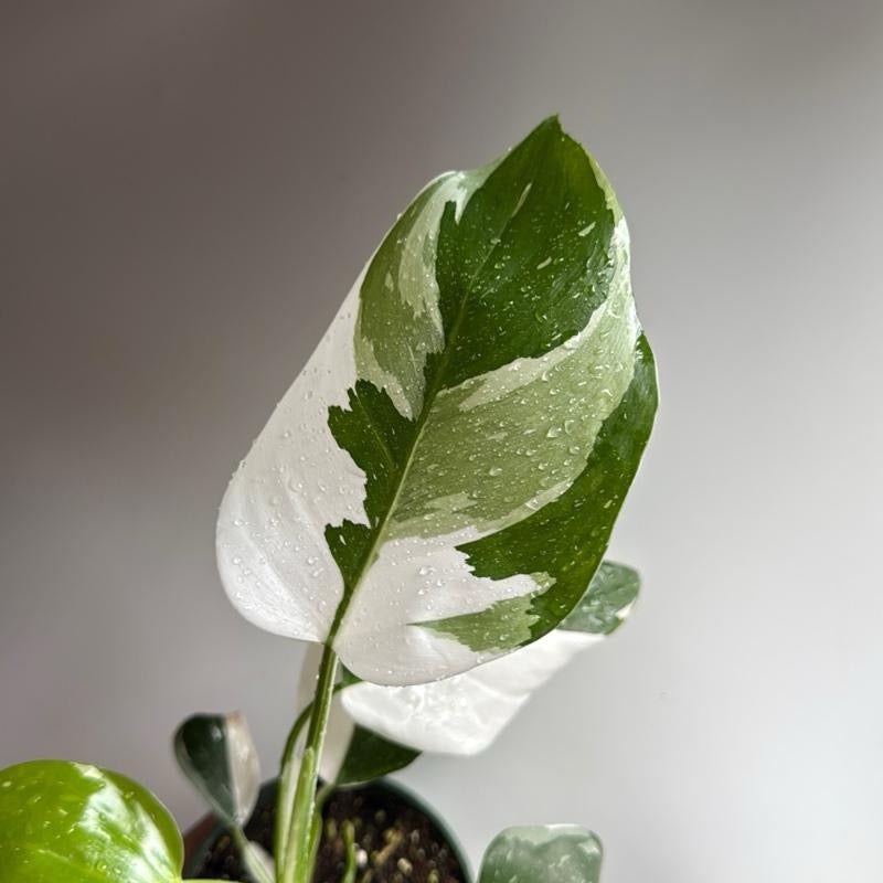 Philodendron White Princess