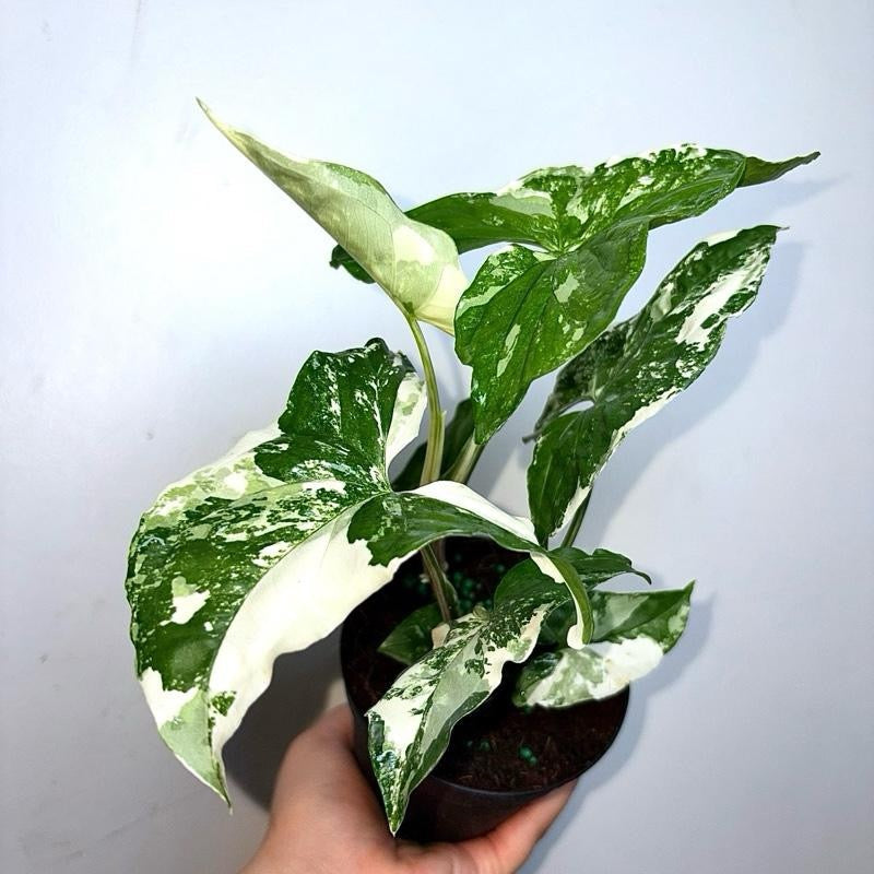Syngonium Albo