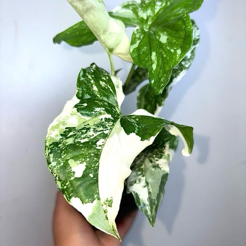 Syngonium Albo