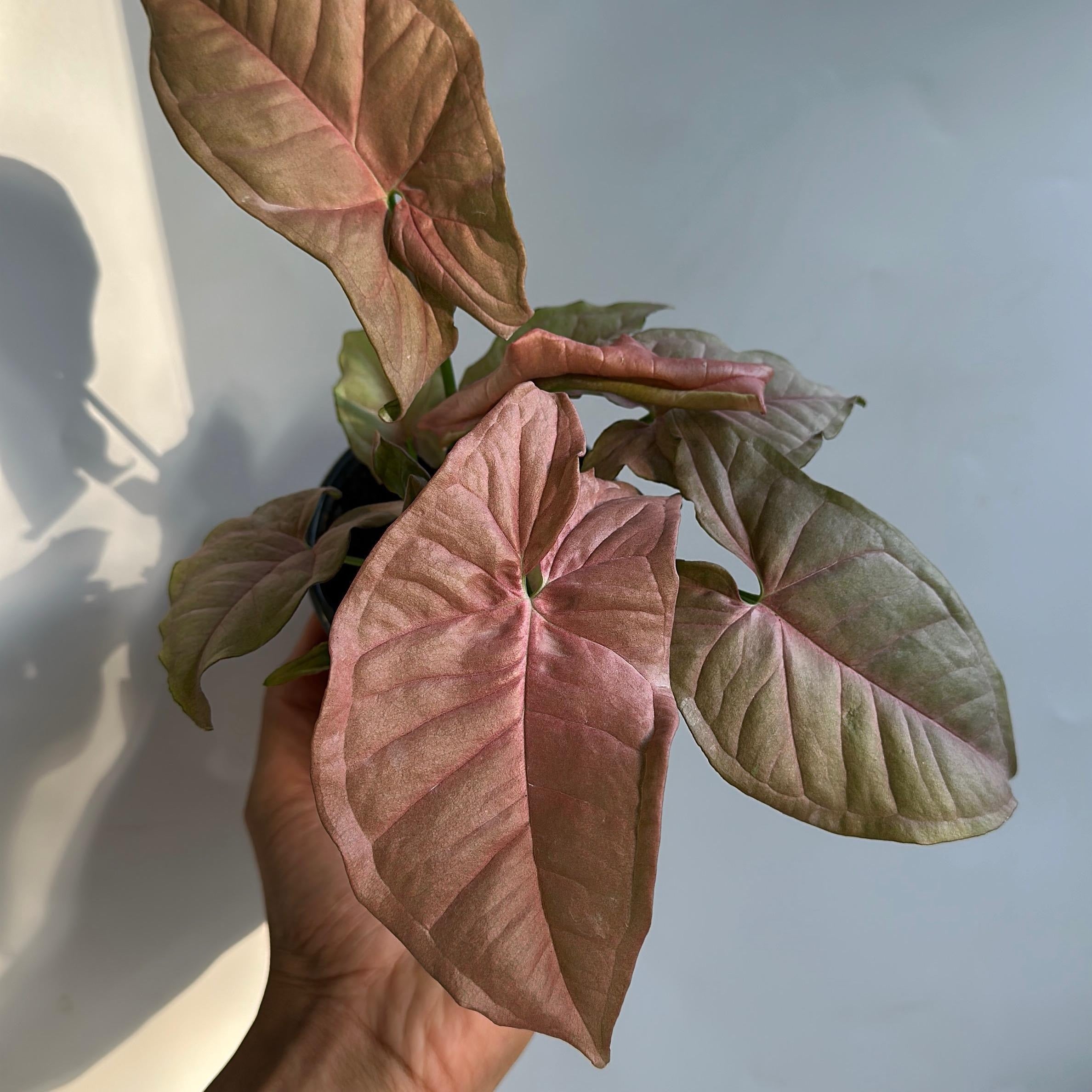 Syngonium Neon Pink