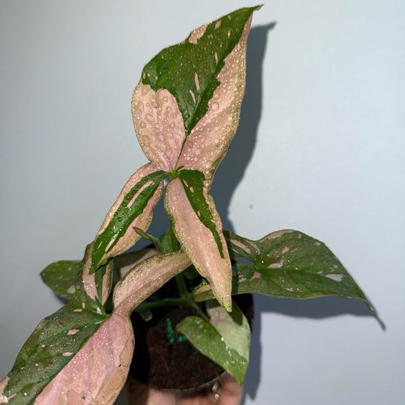 Syngonium Pink Splash