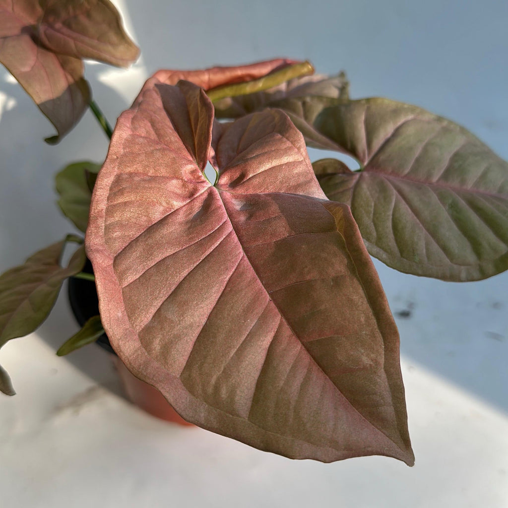 Syngonium Neon Pink