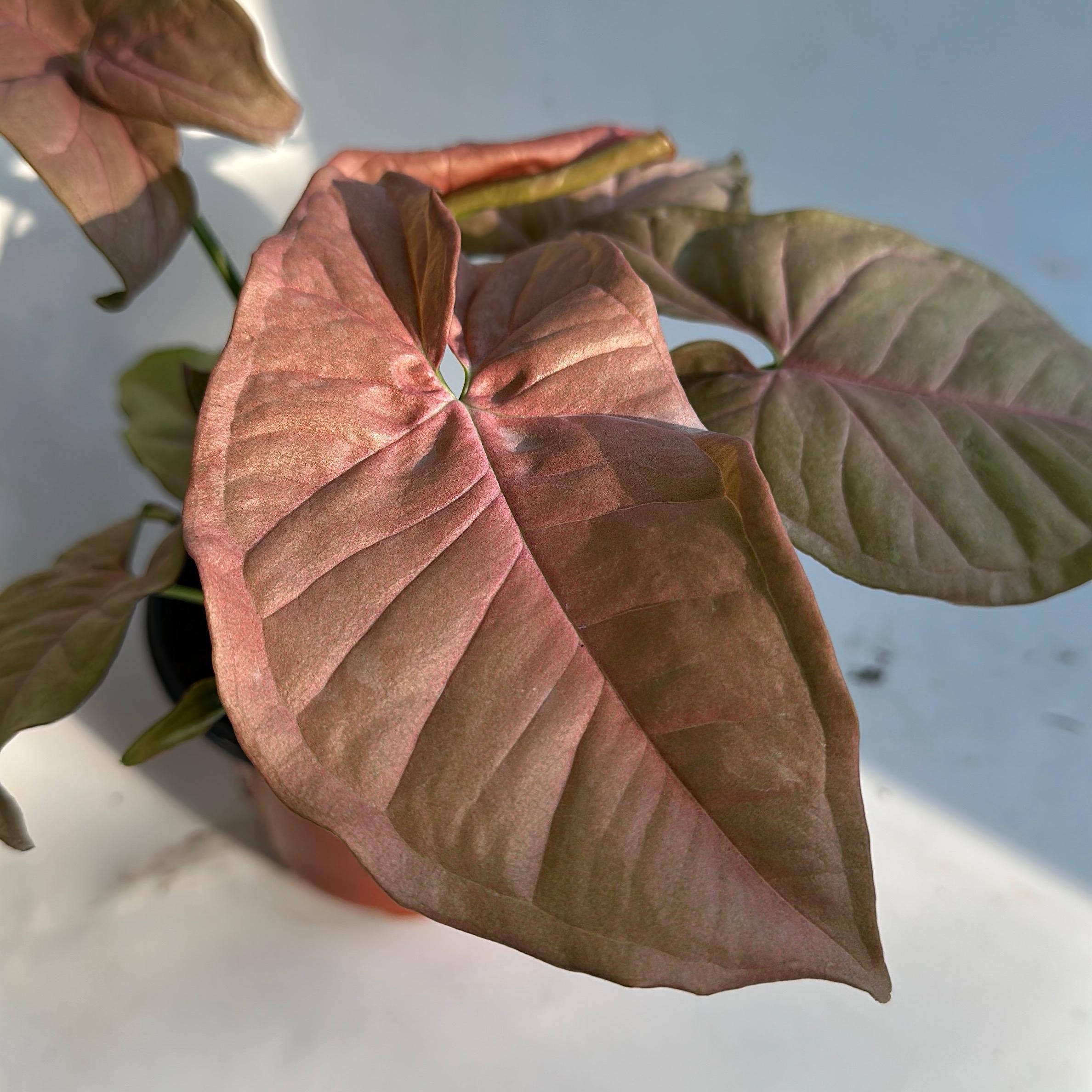 Syngonium Neon Pink