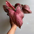 Syngonium Orm Nak Red