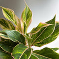 Aglaonema Pink Siam