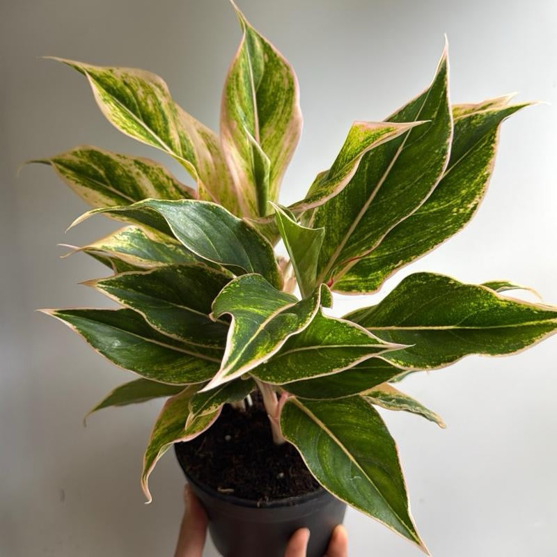 Aglaonema Pink Siam