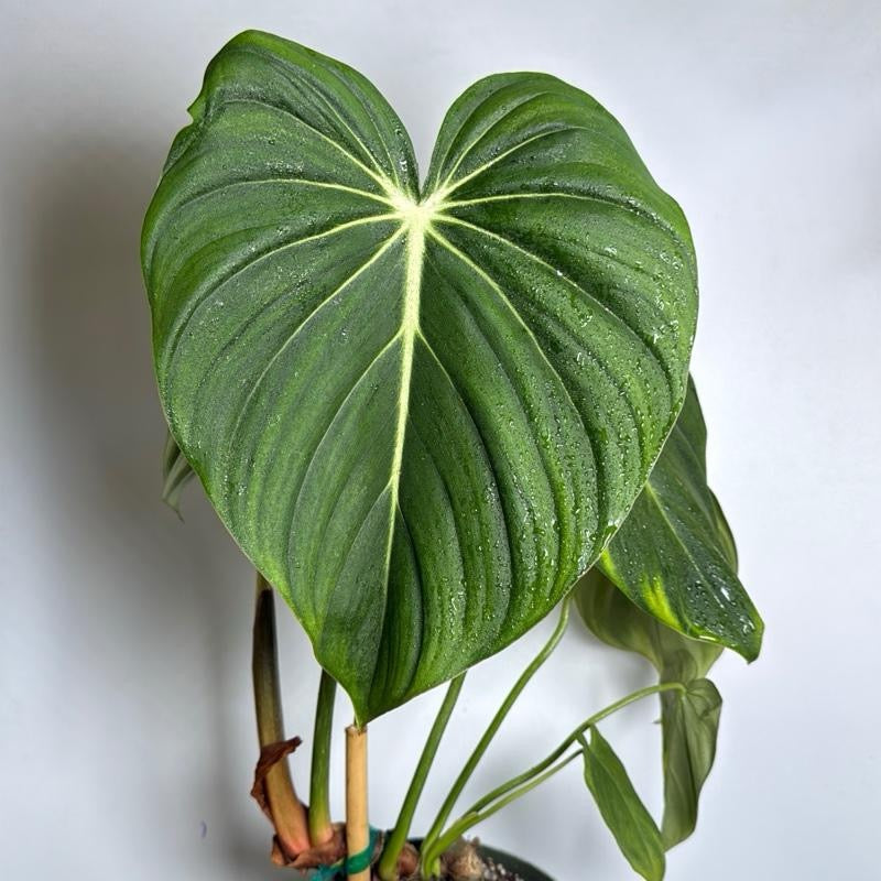 Philodendron McDowell