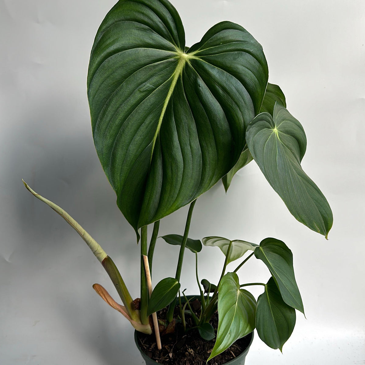 Philodendron McDowell