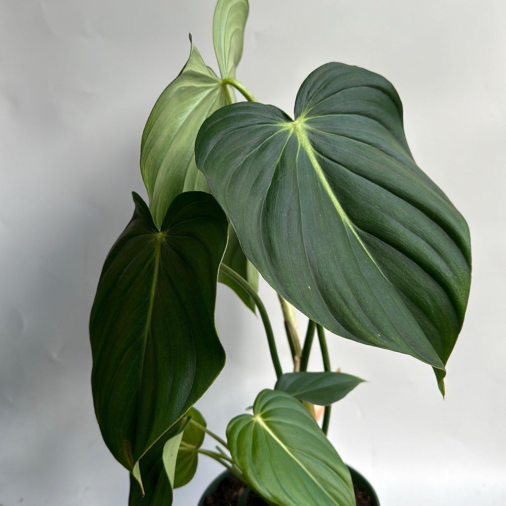 Philodendron McDowell